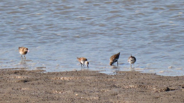 Curlew Sandpiper - ML657178772
