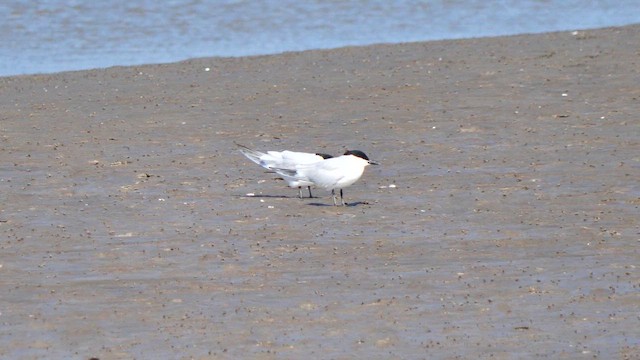 Gull-billed Tern - ML657178791
