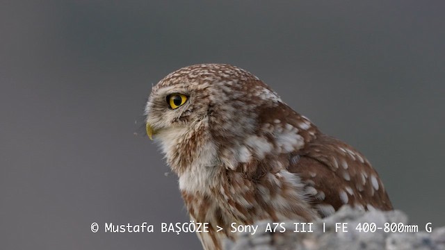 Little Owl - ML657178863
