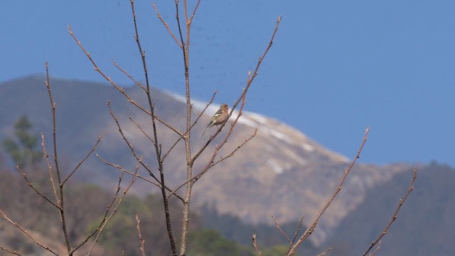 Common Chaffinch - ML657179021