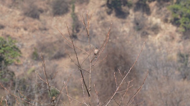 Common Chaffinch - ML657179028