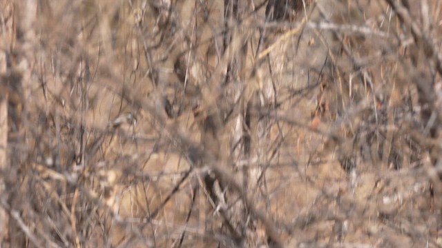 White-throated Tit - ML657179103