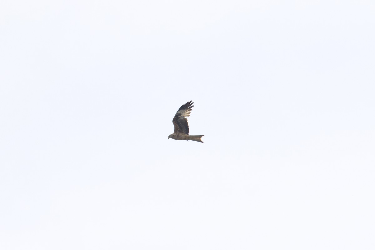 Kızıl Çaylak - ML657179118