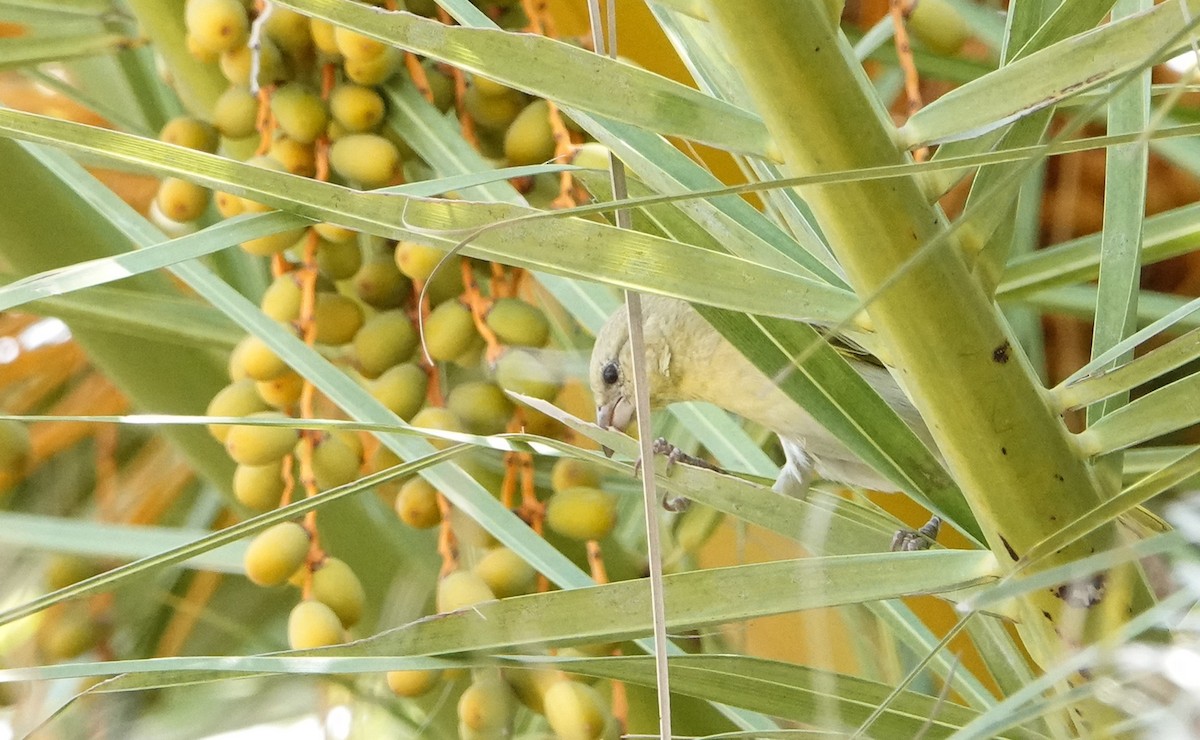 Southern Masked-Weaver - ML657179134