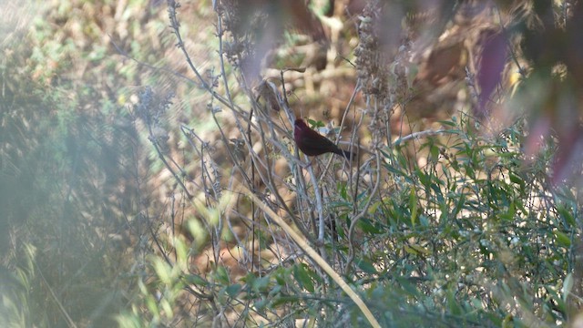 Vinaceous Rosefinch - ML657179136