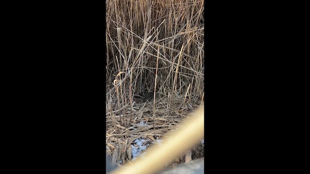 Clapper Rail - ML657179171