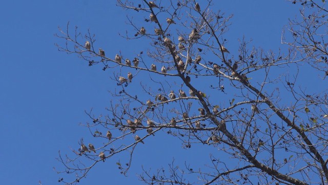 Altai Accentor - ML657179229