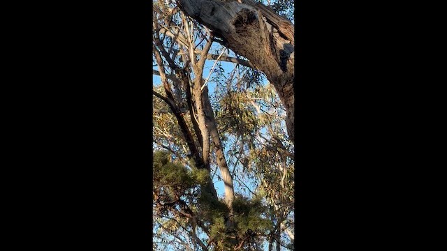 White-throated Treecreeper - ML657179238