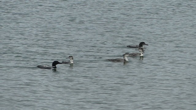 Common Loon - ML657179570