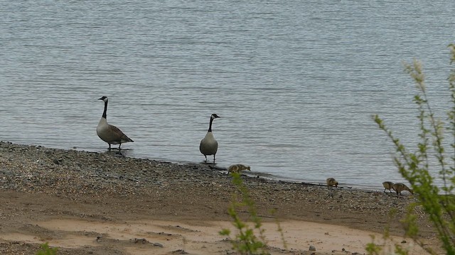 Canada Goose - ML657179577