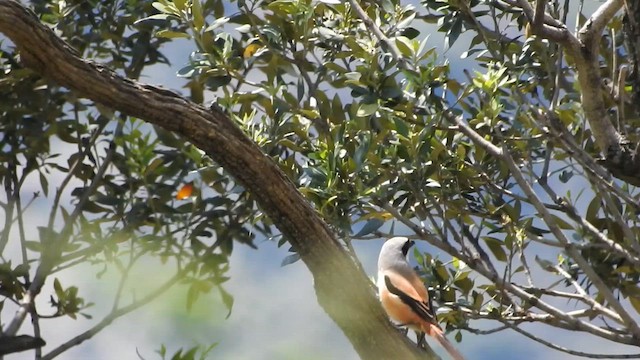 Long-tailed Shrike - ML657179596