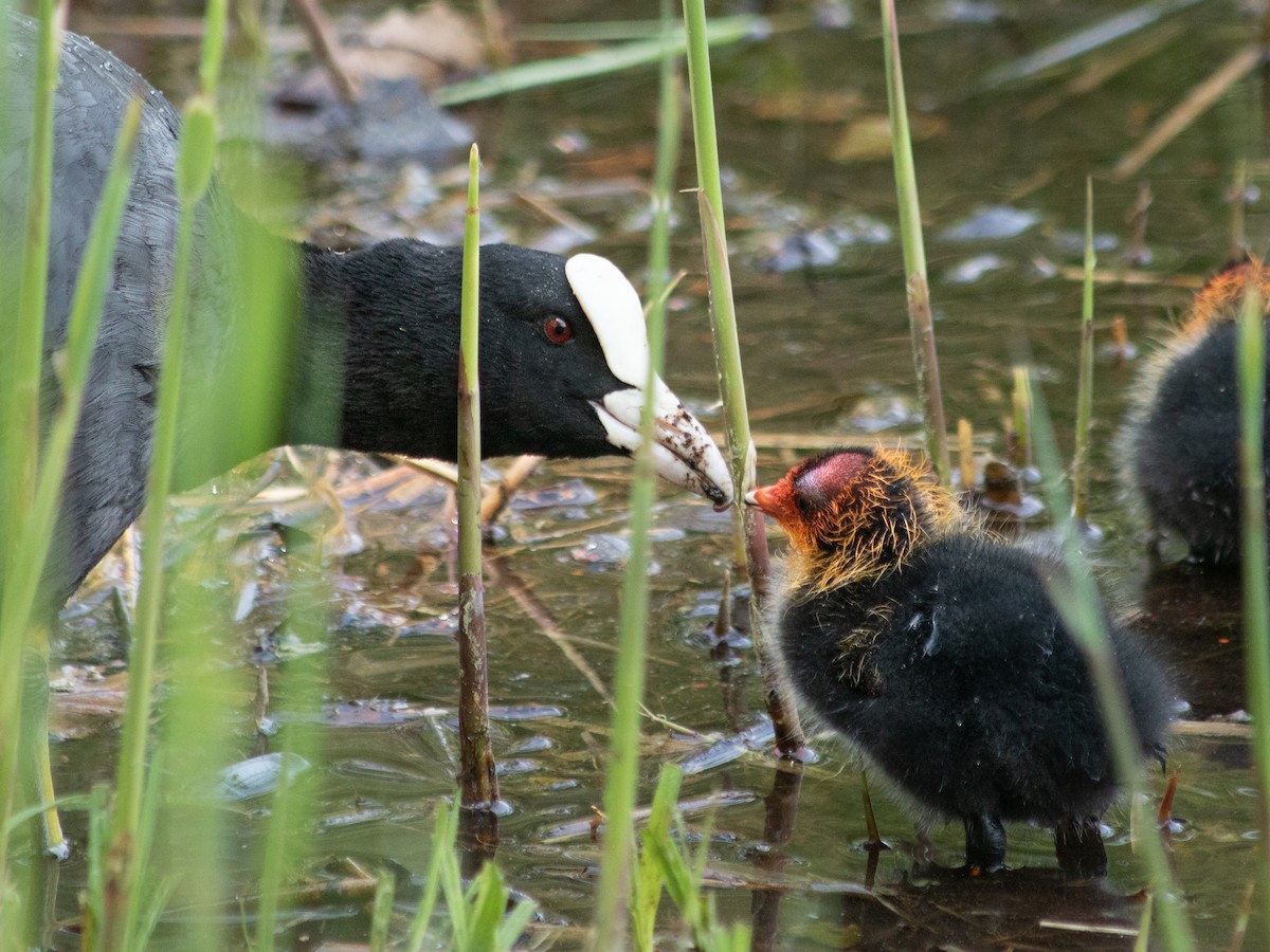 Eurasian Coot - ML657179601