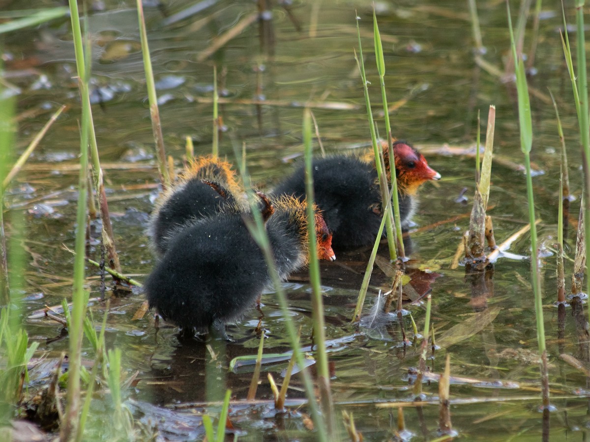 Eurasian Coot - ML657179602