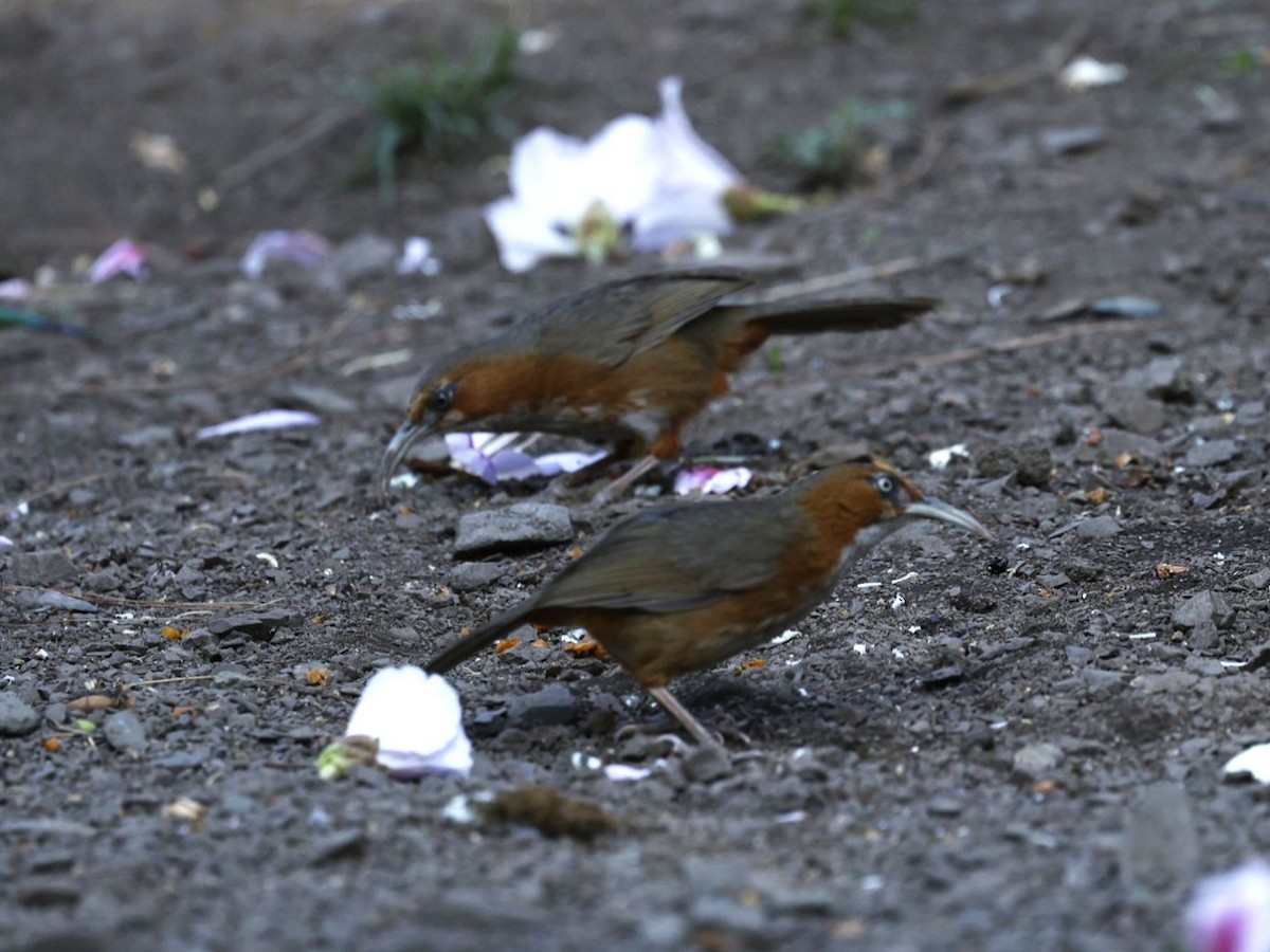 Rusty-cheeked Scimitar-Babbler - ML657179643