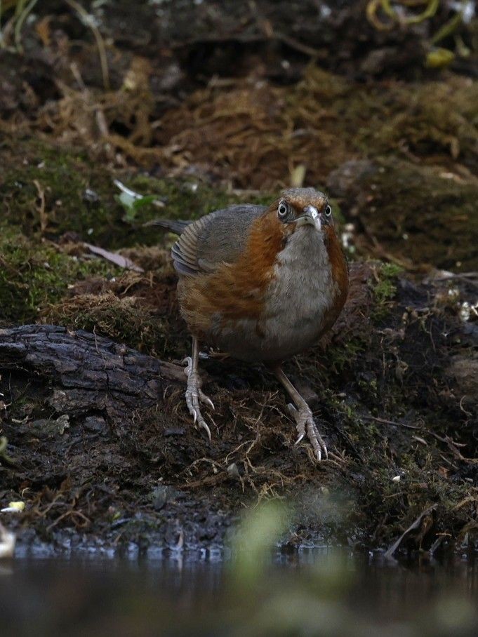 Rusty-cheeked Scimitar-Babbler - ML657179644