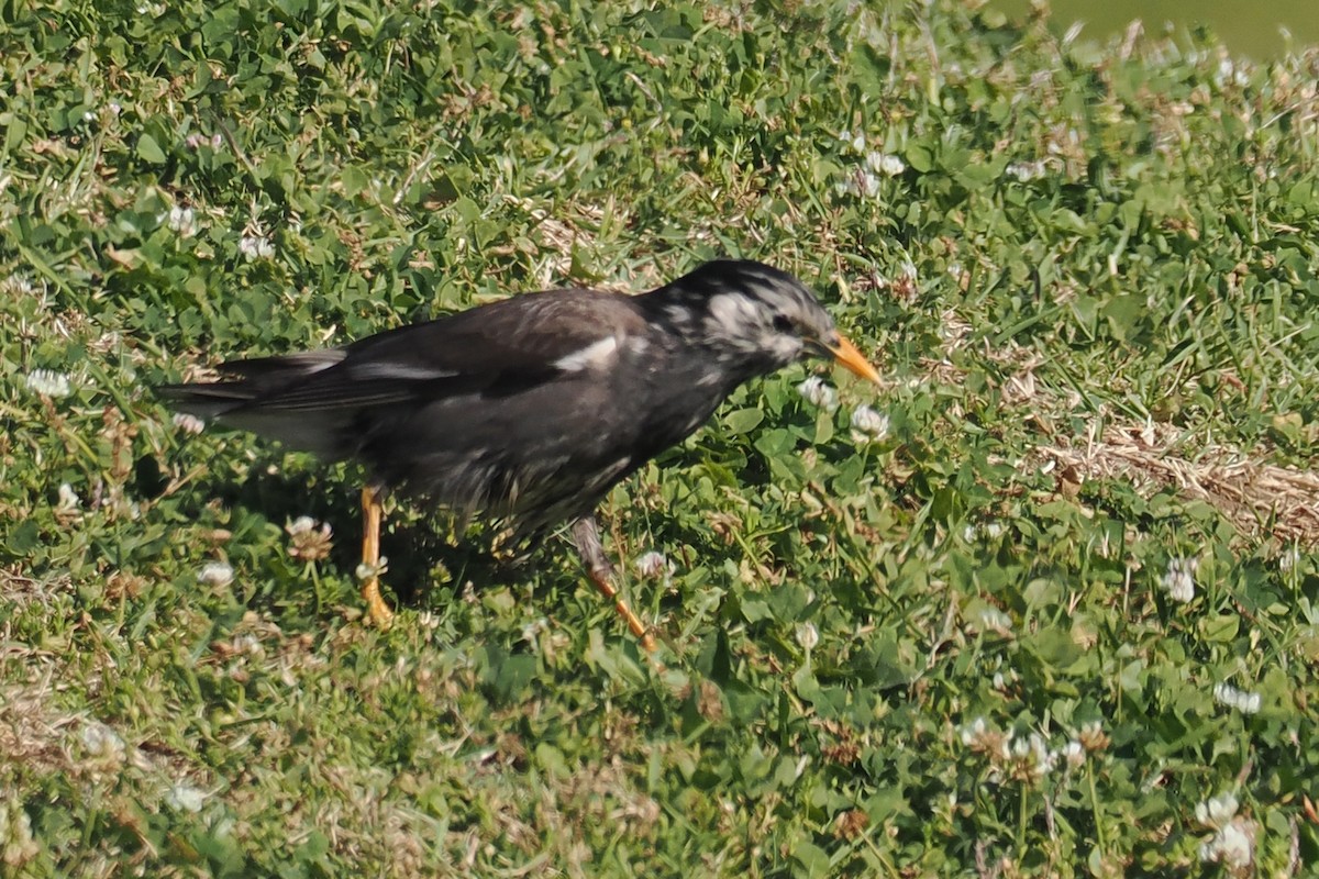 White-cheeked Starling - ML657179646