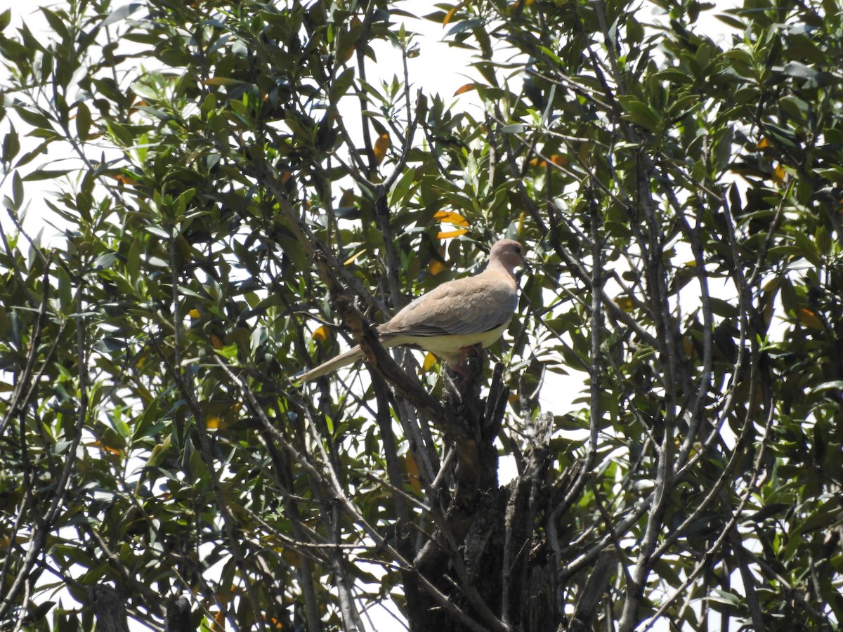 Laughing Dove - ML657179647