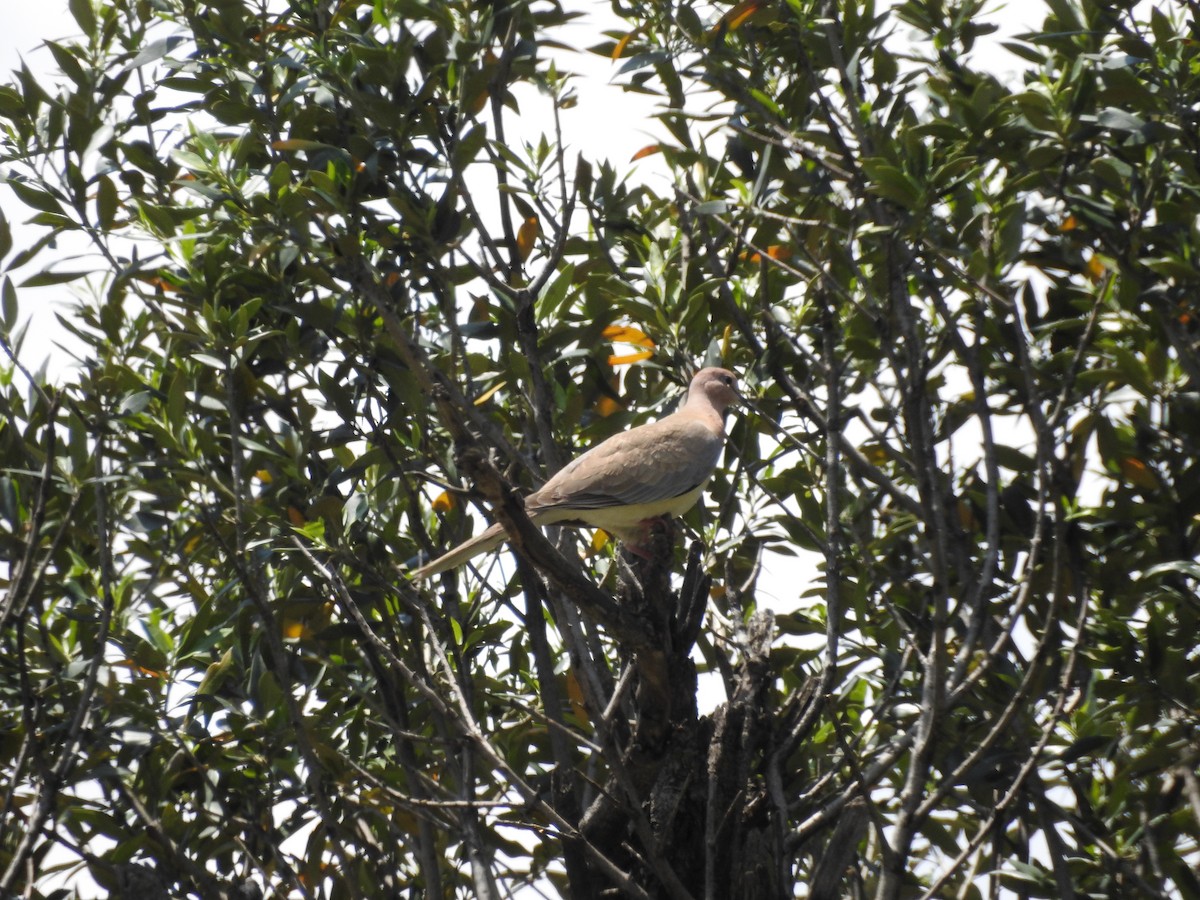 Laughing Dove - ML657179653
