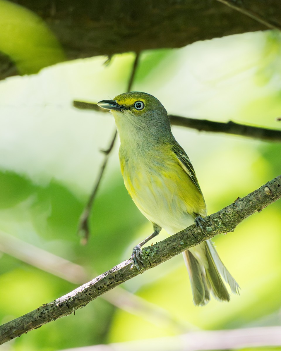 White-eyed Vireo - ML657179655