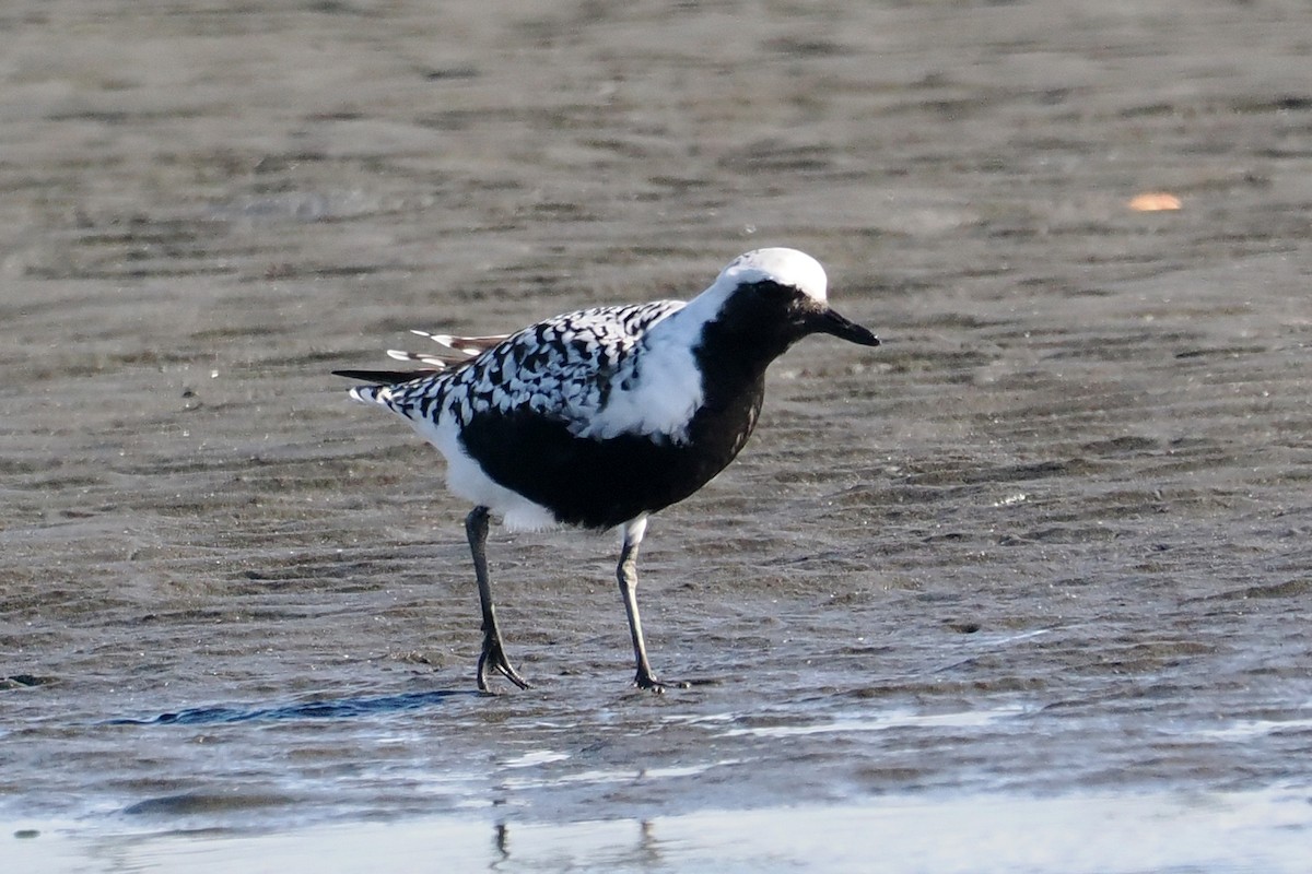Black-bellied Plover - ML657179656