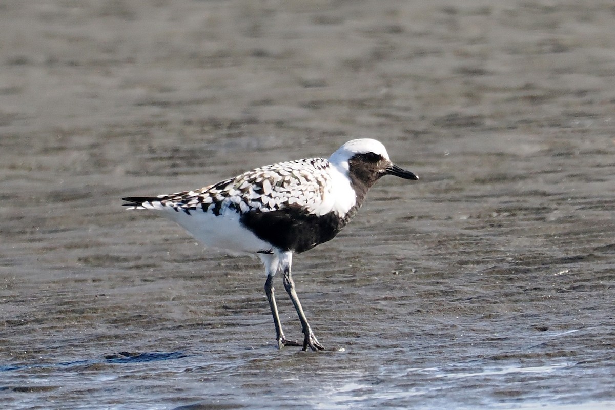 Black-bellied Plover - ML657179657