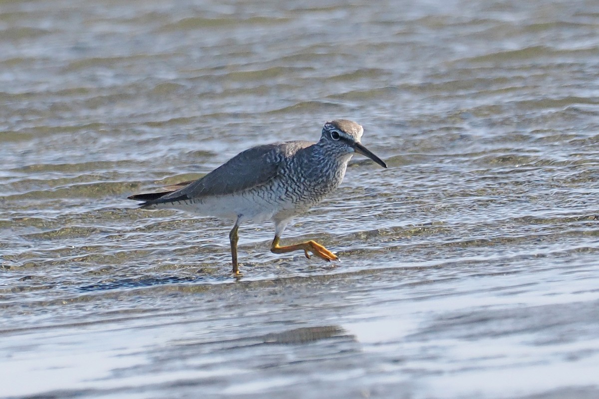 Gray-tailed Tattler - ML657179658
