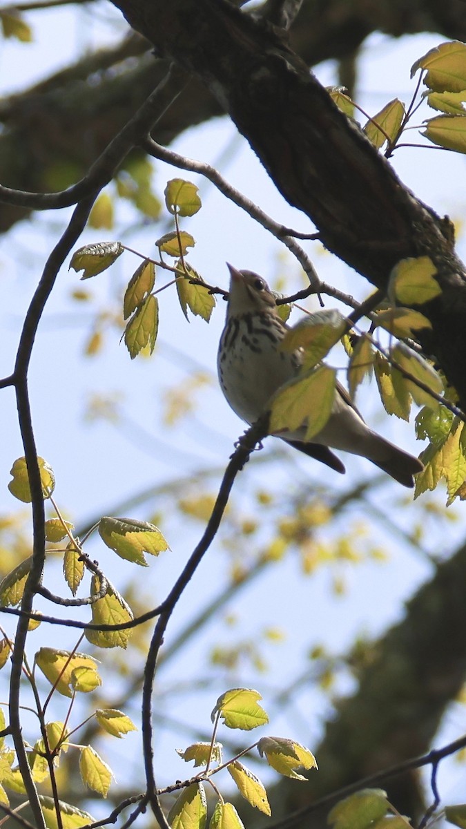 Ovenbird - ML657179659
