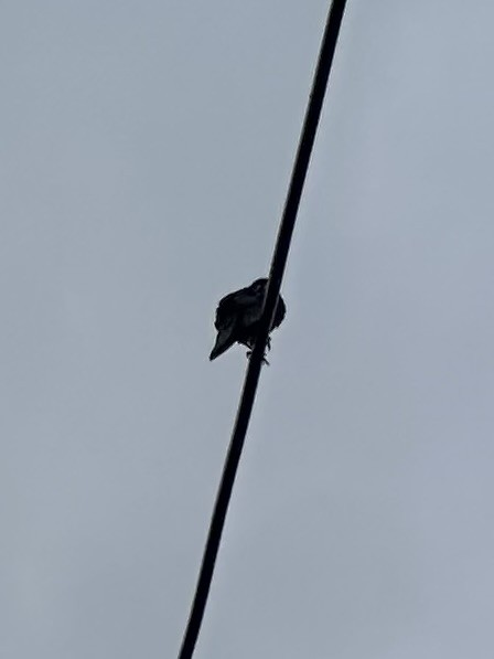 European Starling - ML657179660