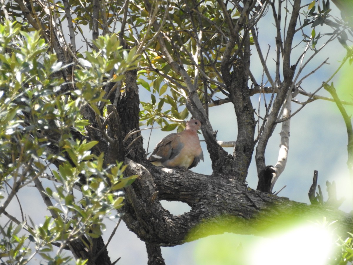 Laughing Dove - ML657179662