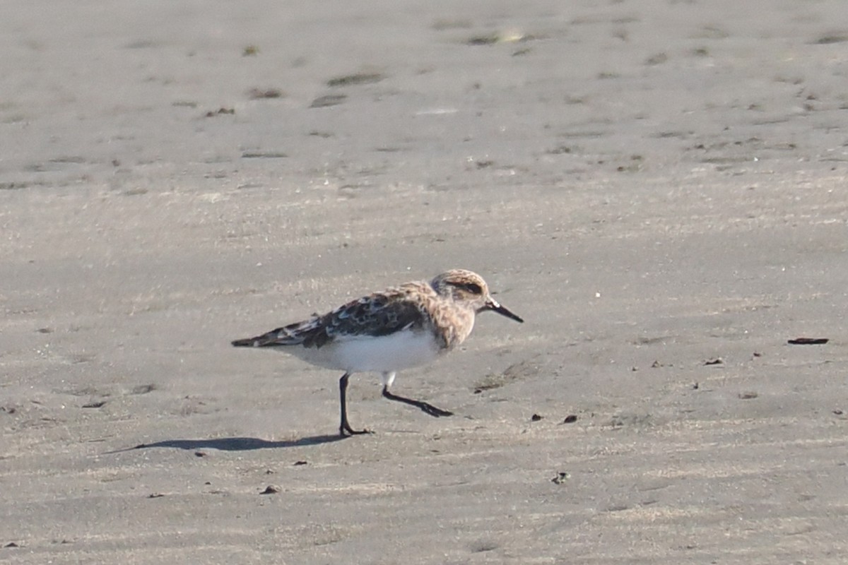 Sanderling - ML657179664