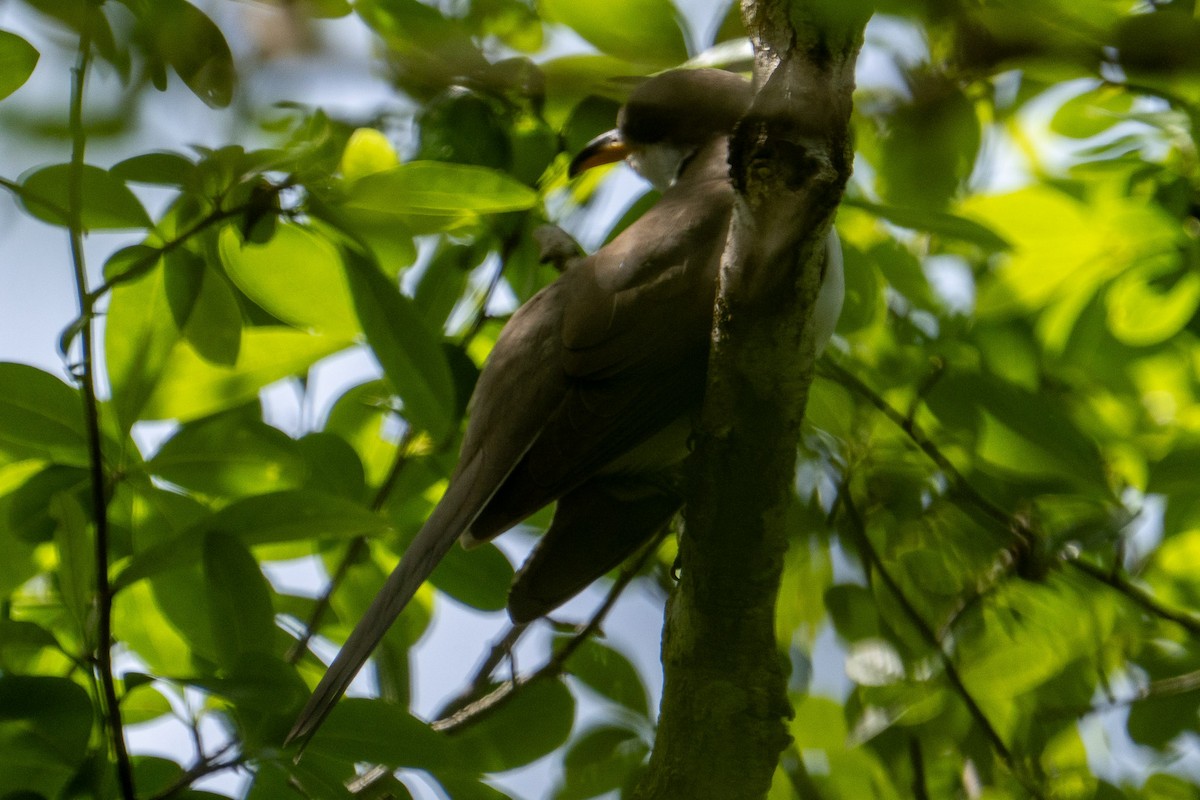 Yellow-billed Cuckoo - ML657179665