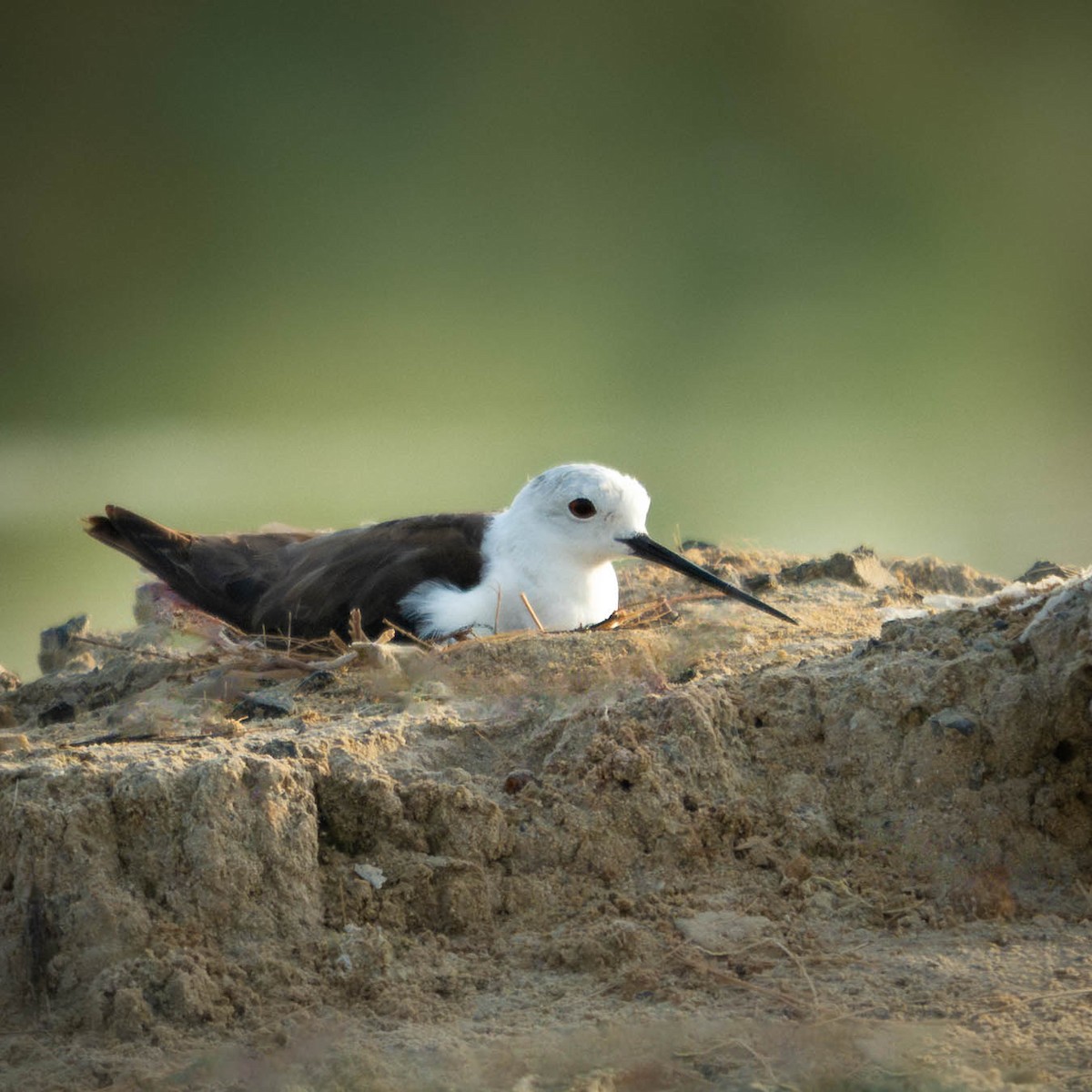 Black-winged Stilt - ML657179666