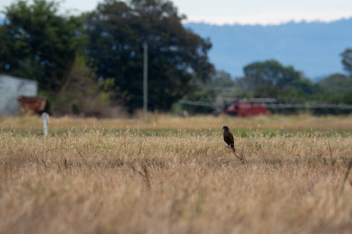 Brown Falcon - ML657179667