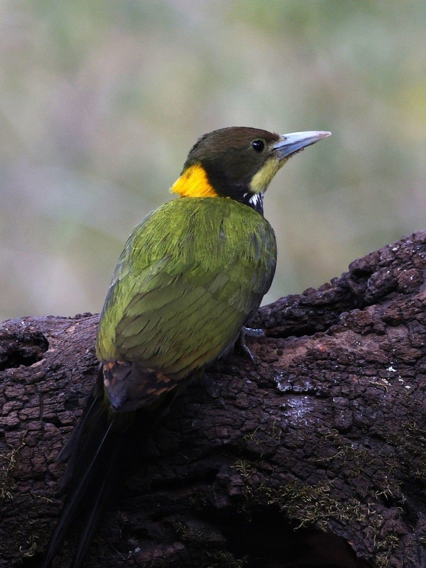 Greater Yellownape - ML657179668