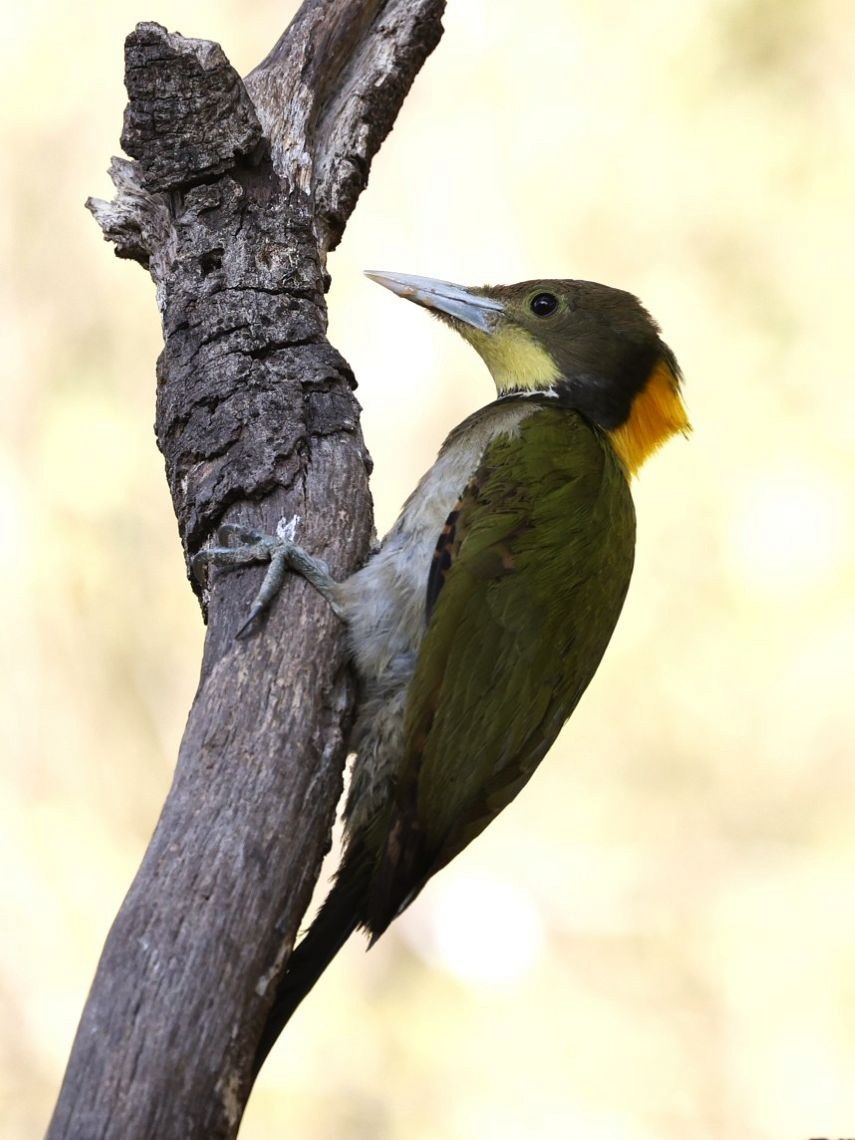 Greater Yellownape - ML657179669
