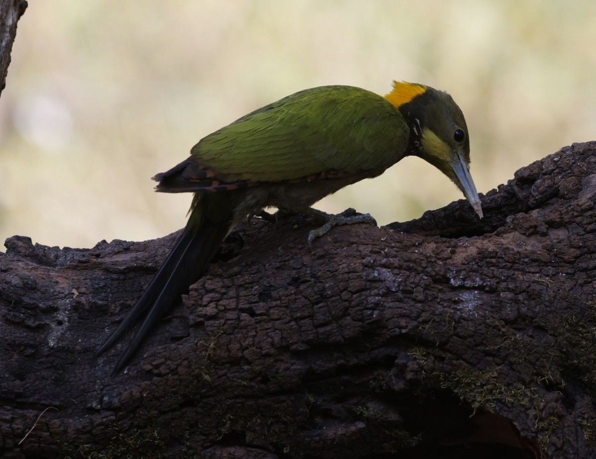 Greater Yellownape - ML657179670
