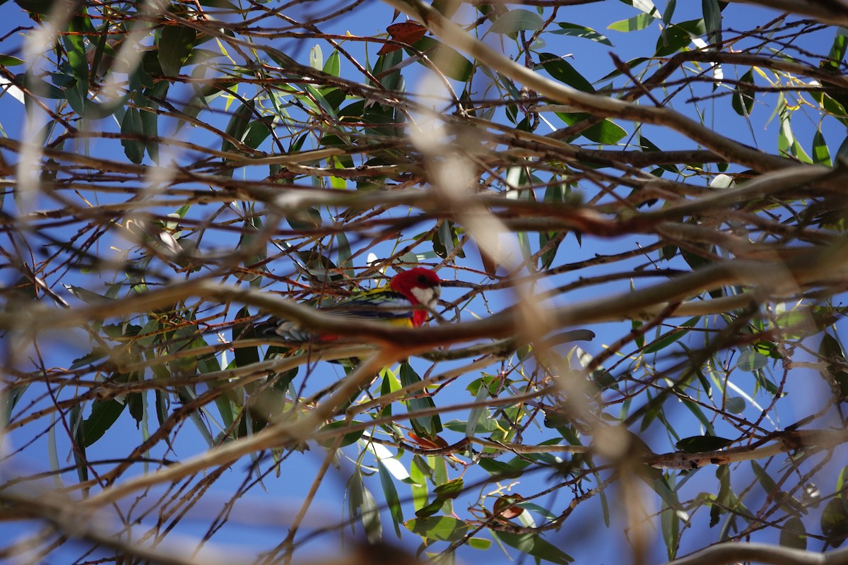 Eastern Rosella - ML657179672