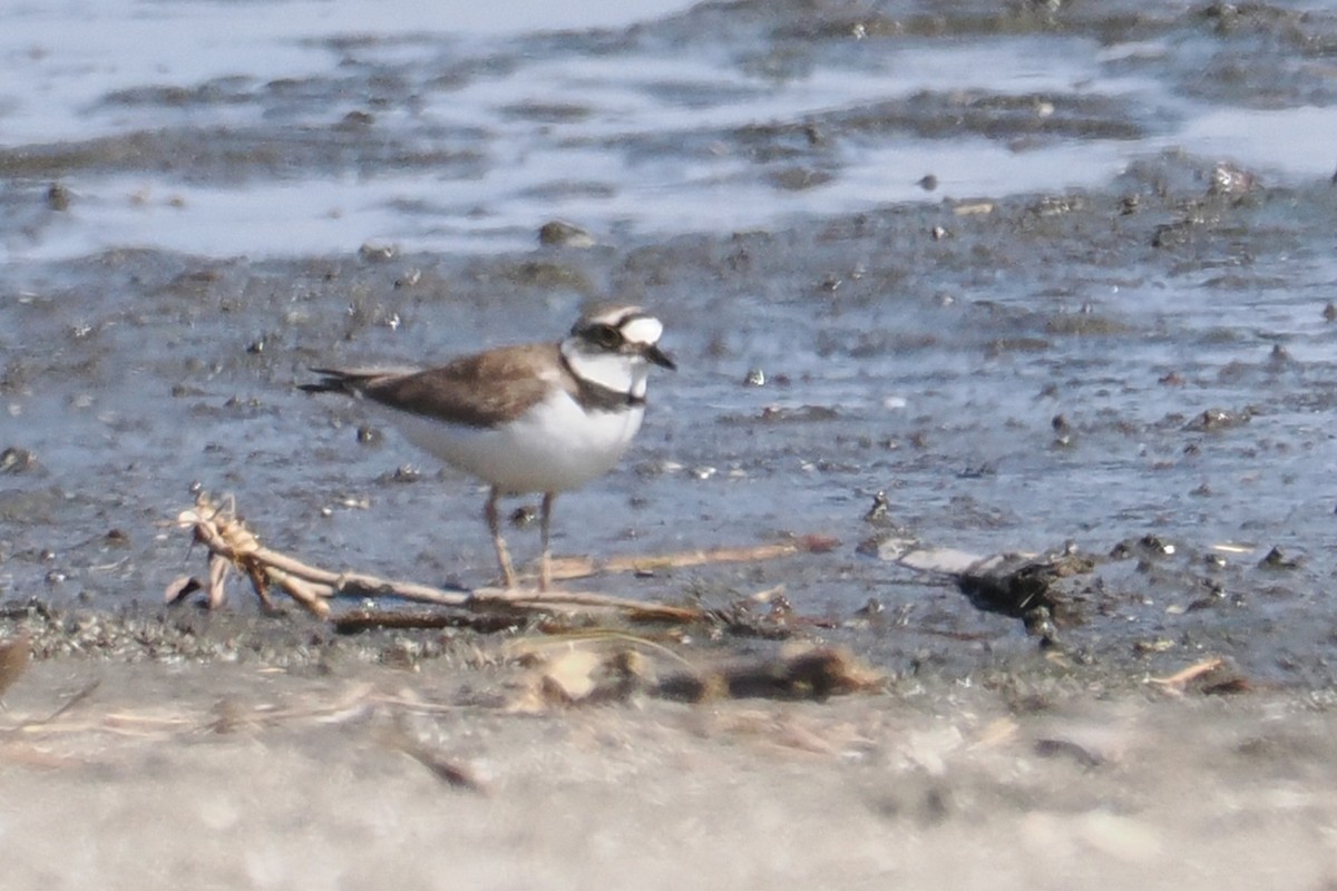 Little Ringed Plover - ML657179675