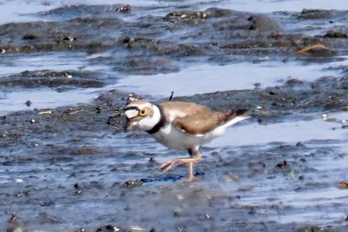 Little Ringed Plover - ML657179676