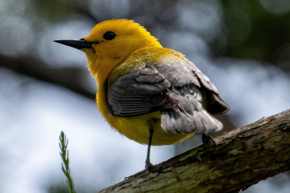 Prothonotary Warbler - ML657179677