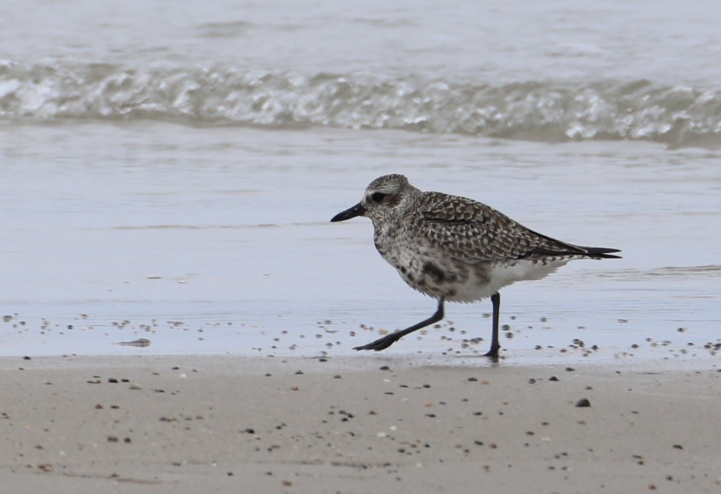 Black-bellied Plover - ML657179678