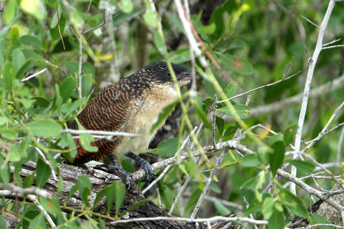Burchell's Coucal - ML657179891
