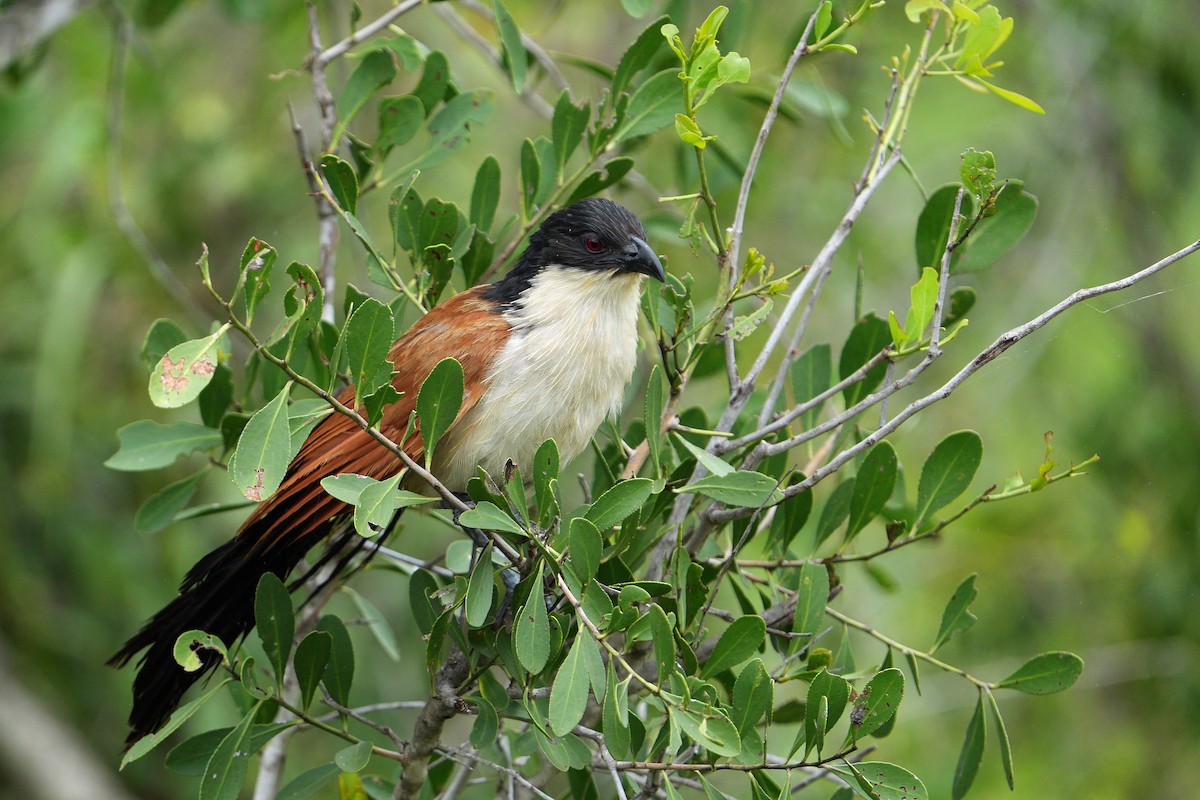 Burchell's Coucal - ML657179892