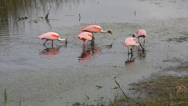 Roseate Spoonbill - ML657180518
