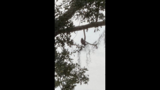 Downy Woodpecker - ML657180556