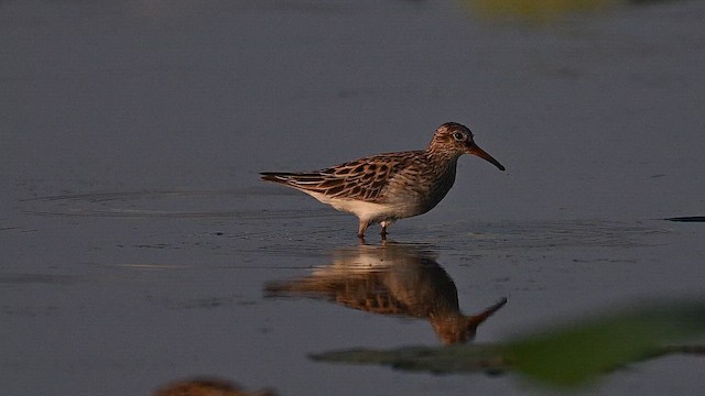 Pectoral Sandpiper - ML657180580