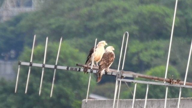 Yellow-headed Caracara - ML657180624