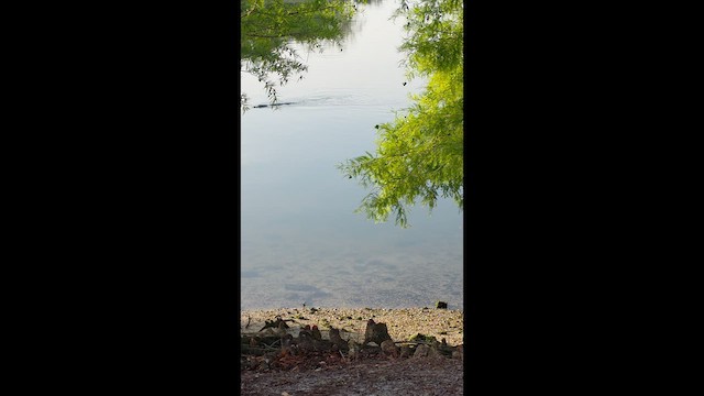 American Alligator - ML657180833