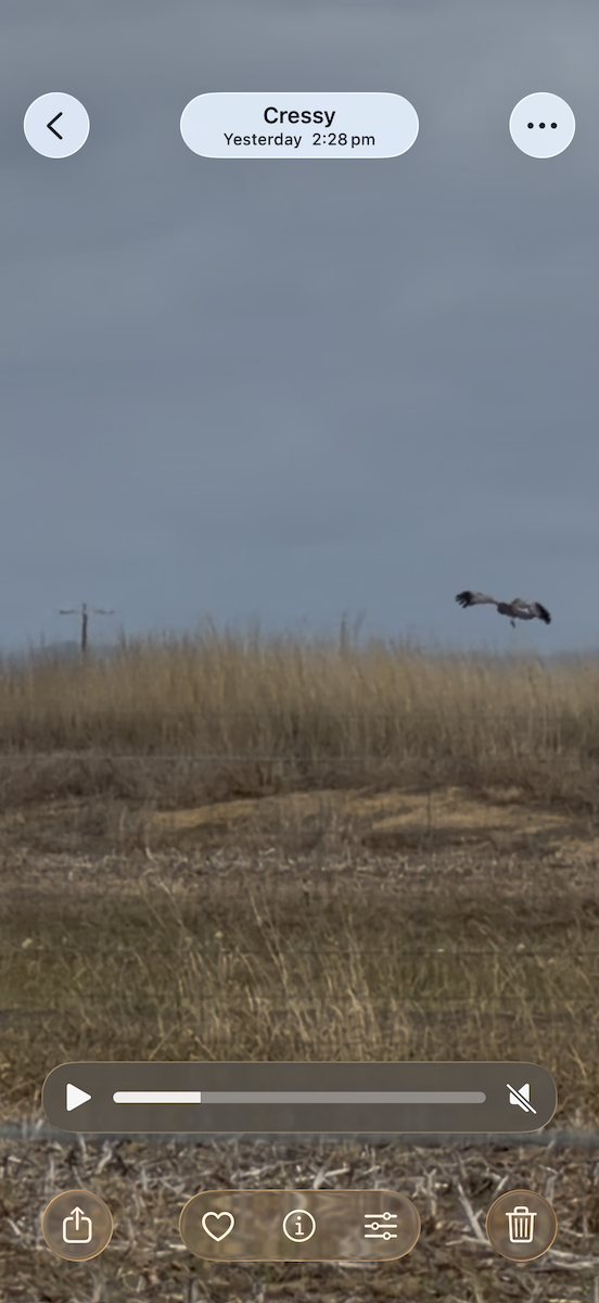 Пятнистый лунь - ML657181012