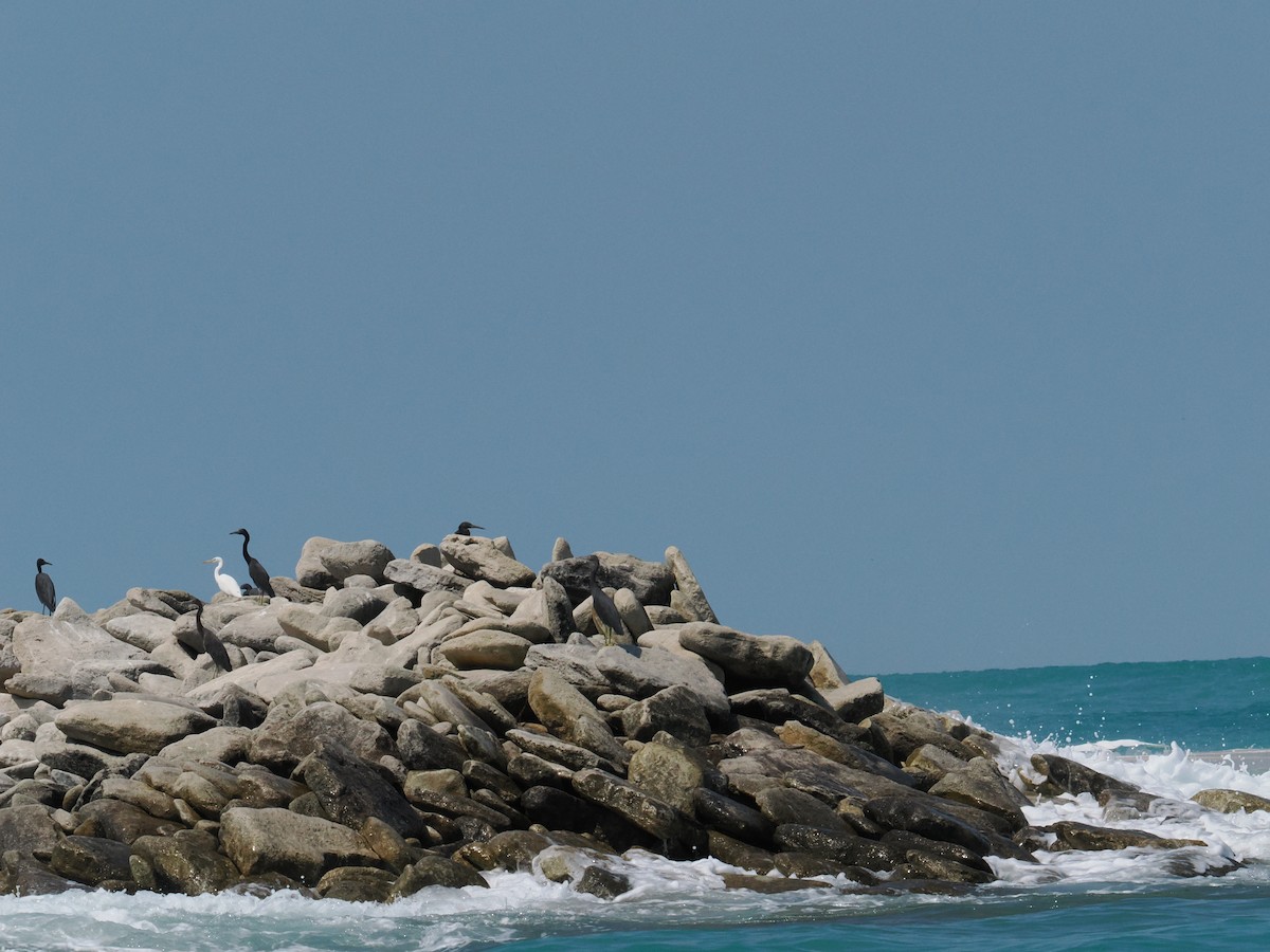 Pacific Reef-Heron - ML657181080
